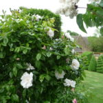 Roses in White Garden, looking to Topiary walk and Tithe Barn (May)